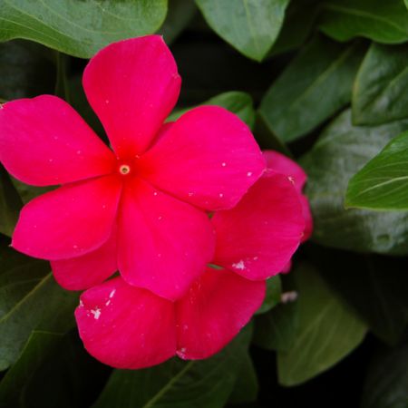 Sporul casei (impatiens) este si floare de gradina